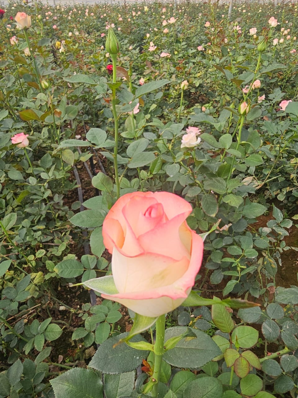 naidunia_image